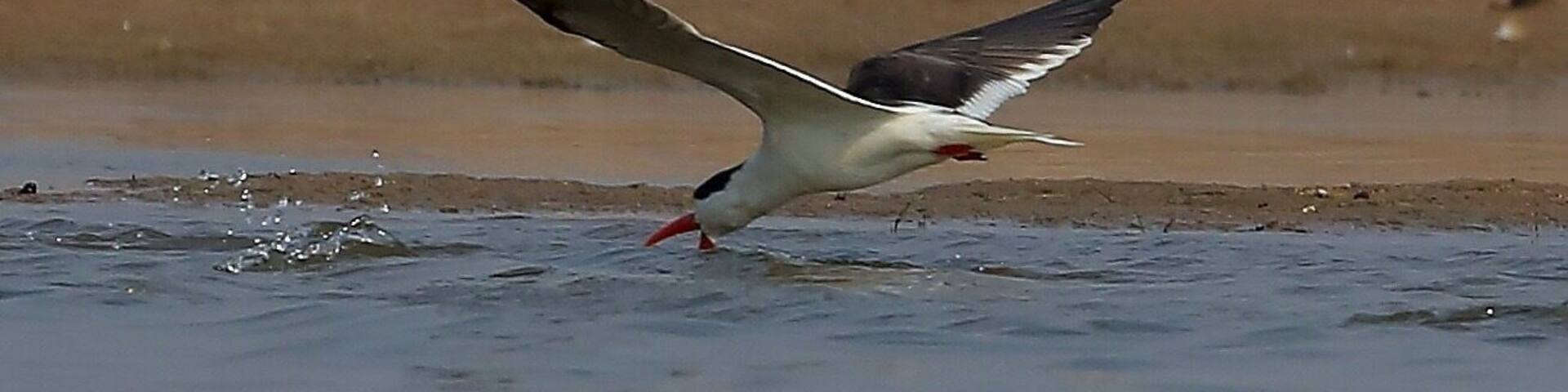 Caught in action, Indian skimmer-Endangered species fighting for survival at its last stronghold, Chambal River
The unique feature is the way these birds skim the surface of the water with their beak (as shown in the pic ) to scoop up small fishes and insects.