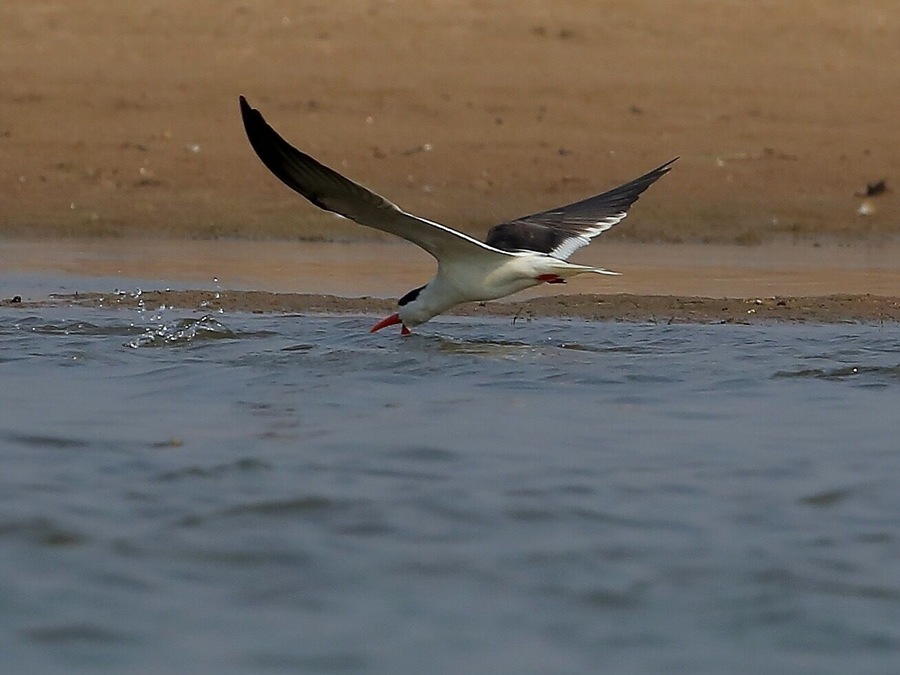 Caught in action, Indian skimmer-Endangered species fighting for survival at its last stronghold, Chambal River
The unique feature is the way these birds skim the surface of the water with their beak (as shown in the pic ) to scoop up small fishes and insects.