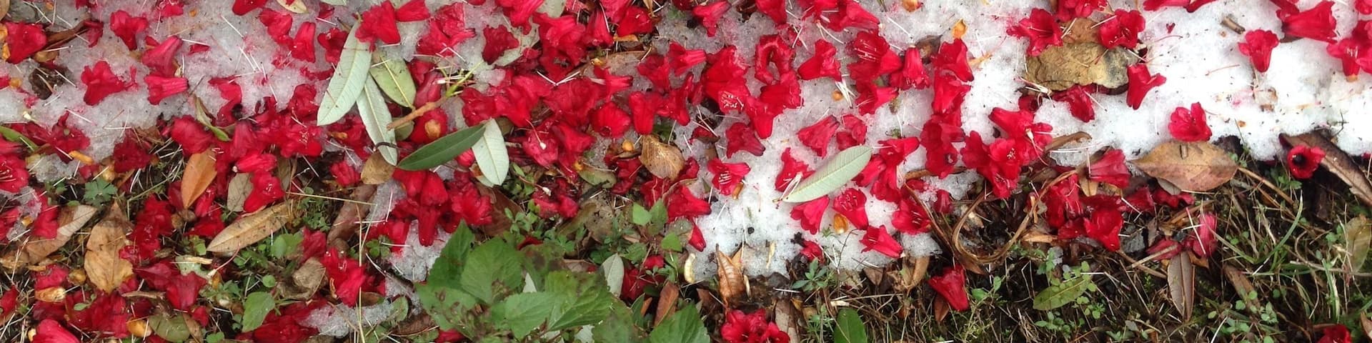 The entire forest is blooming red with rhododendron flowers and the striking green parrots making merry. Fresh snowfall has just upped the ante in the lower Himalayas.