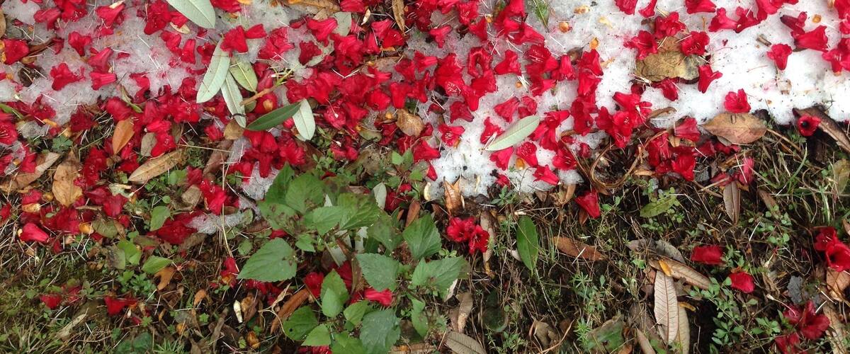 A ground covered with red flowers and fallen leaves.
