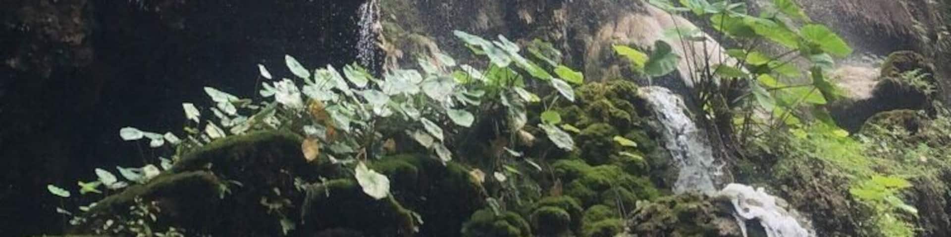 A waterfall cascading down a rocky cliff surrounded by lush greenery.
