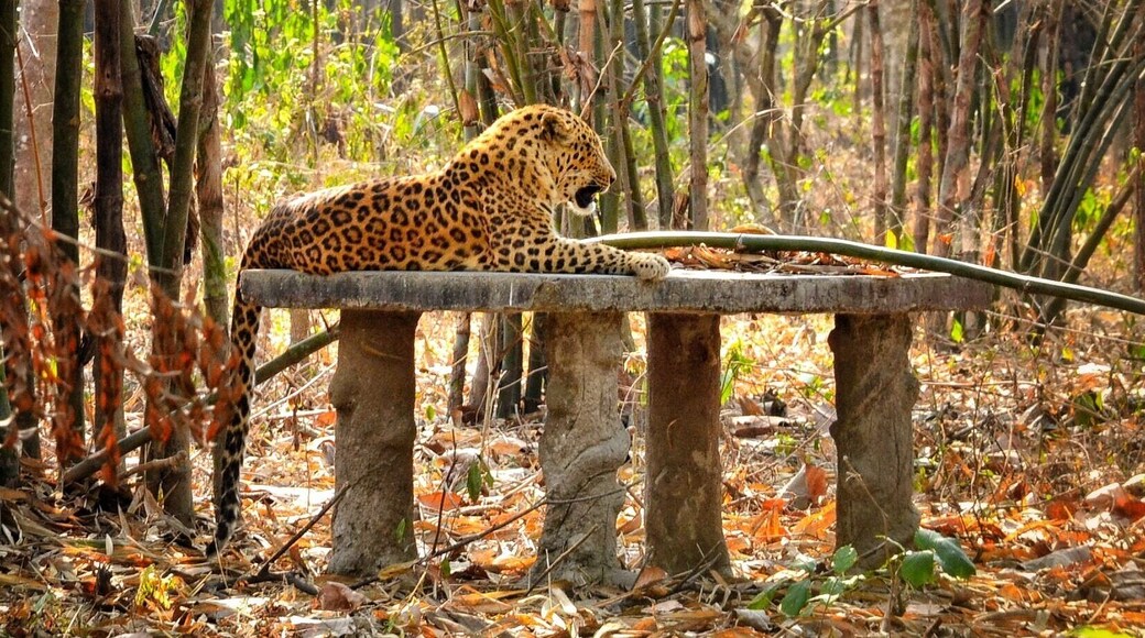 #leopard near #Gorumara #nationalpark. #winterwonders