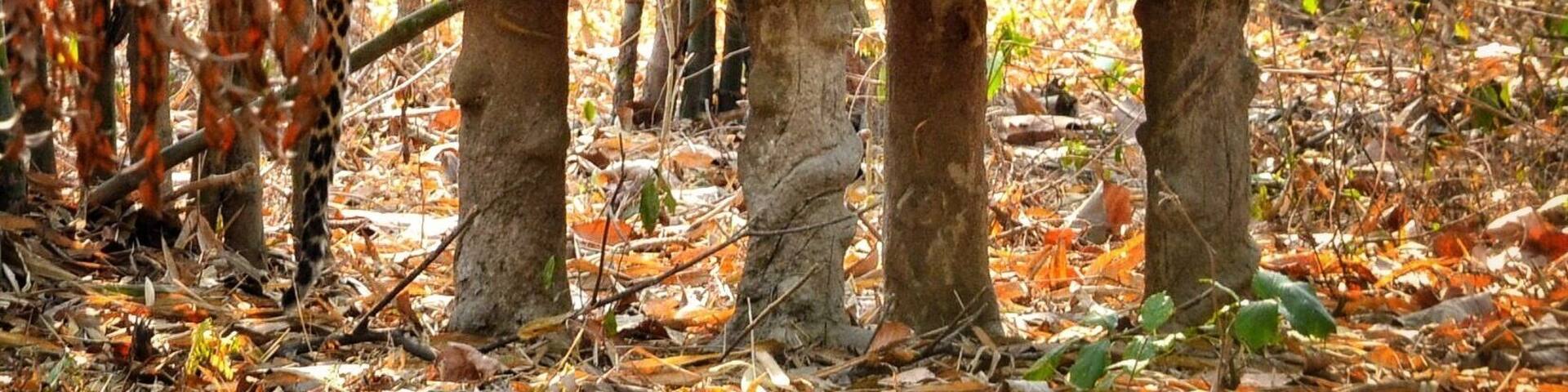 #leopard near #Gorumara #nationalpark. #winterwonders
