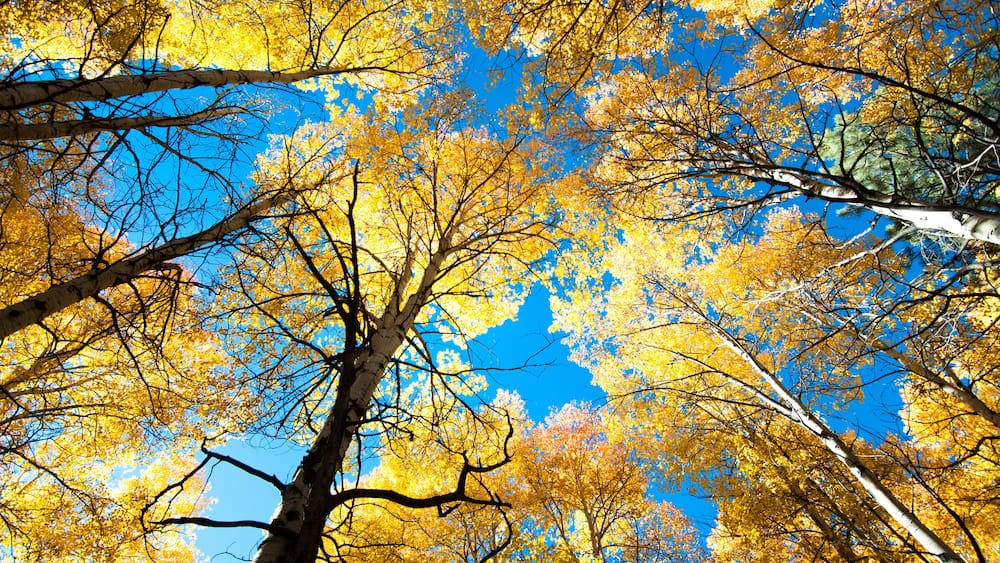 aspen trees