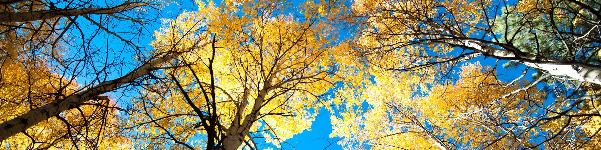 aspen trees