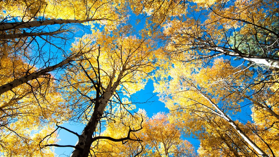 aspen trees