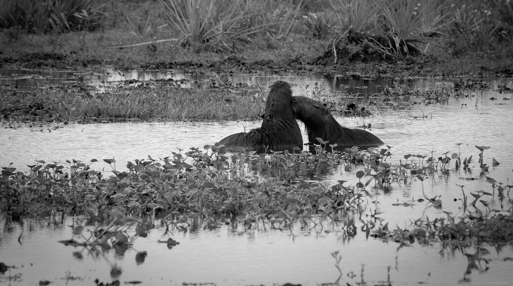 'Venture into the real wilderness. Go past the entrance sign into Carlos Pellegrini and across the bridge. You will find the Sendero de los Monos to your left, opposite the Interpretation Centre. Follow the trail, watch out for those howler monkeys and once you escape the dense gallery forests, you will find yourself closer to water, to deer and capybaras.'