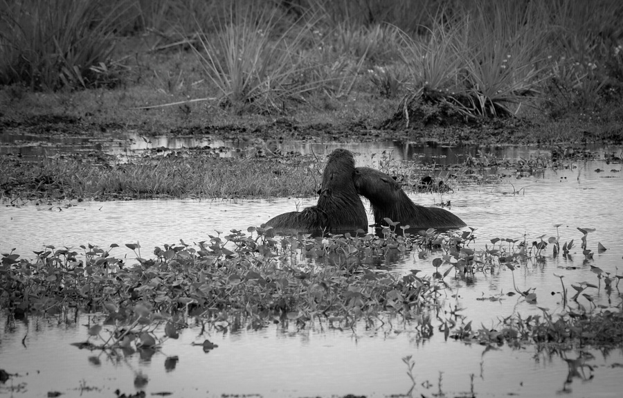 'Venture into the real wilderness. Go past the entrance sign into Carlos Pellegrini and across the bridge. You will find the Sendero de los Monos to your left, opposite the Interpretation Centre. Follow the trail, watch out for those howler monkeys and once you escape the dense gallery forests, you will find yourself closer to water, to deer and capybaras.'