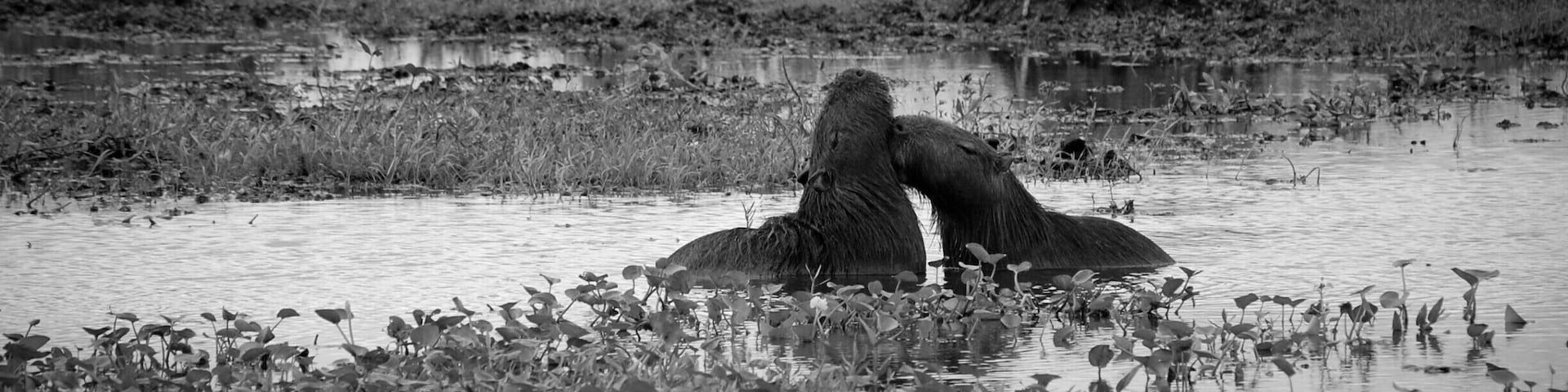 'Venture into the real wilderness. Go past the entrance sign into Carlos Pellegrini and across the bridge. You will find the Sendero de los Monos to your left, opposite the Interpretation Centre. Follow the trail, watch out for those howler monkeys and once you escape the dense gallery forests, you will find yourself closer to water, to deer and capybaras.'
