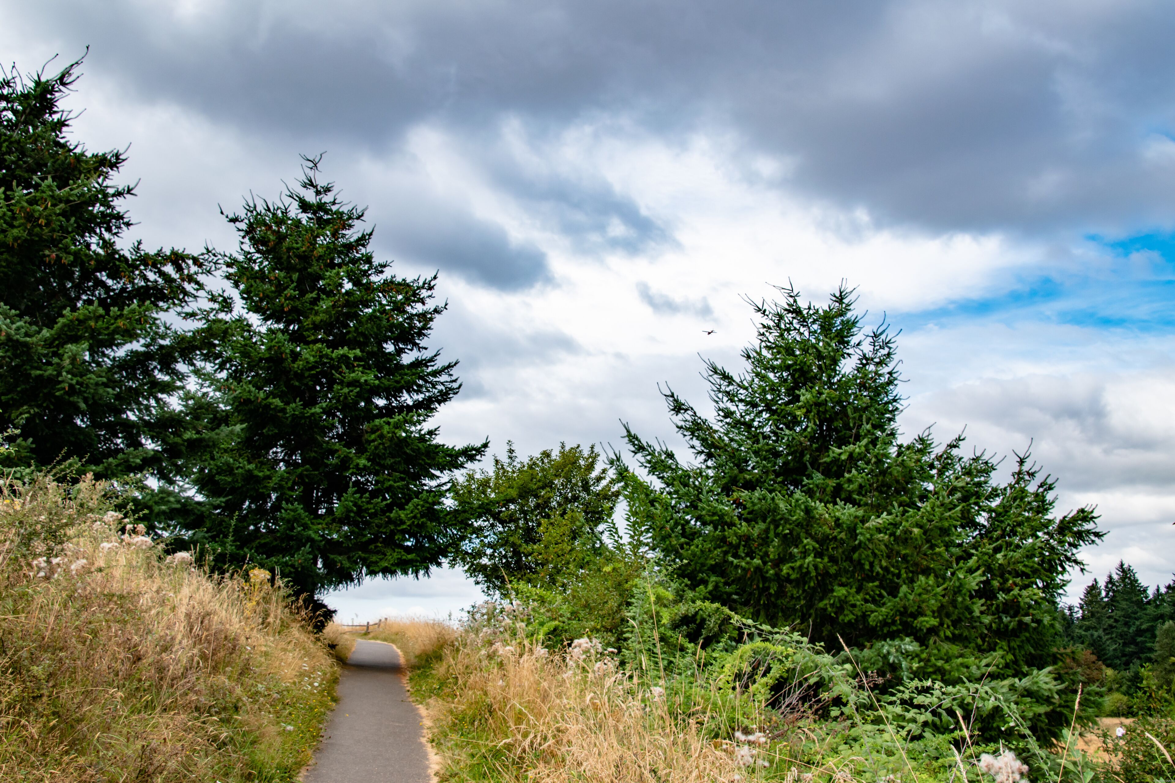 Trail and Dry Meadow in Powell Butte Park in East Portland, OR