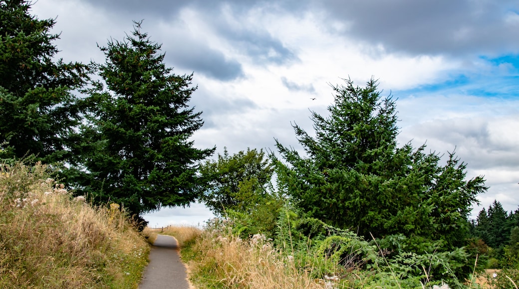 Trail and Dry Meadow in Powell Butte Park in East Portland, OR