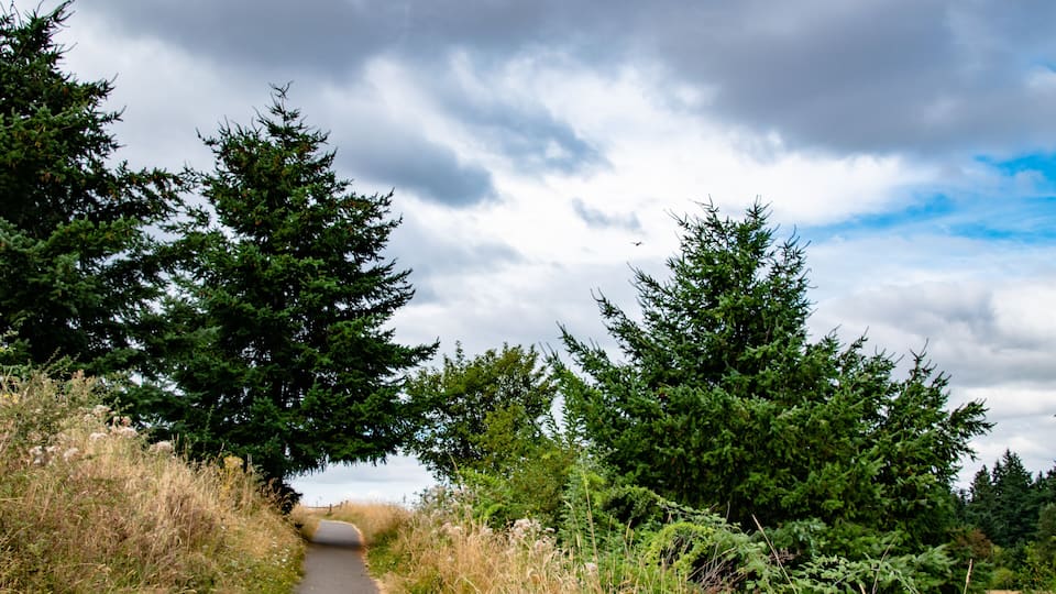 A narrow path surrounded by dense evergreen trees under a cloudy sky.