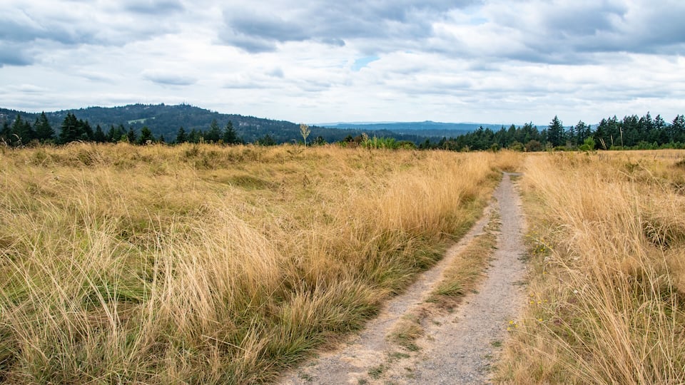 A dirt path through a grassy field with a forested hill in the background.