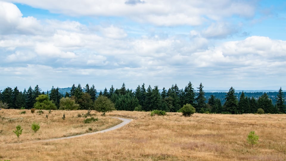 A winding path through a dry grass field with a forest in the background.
