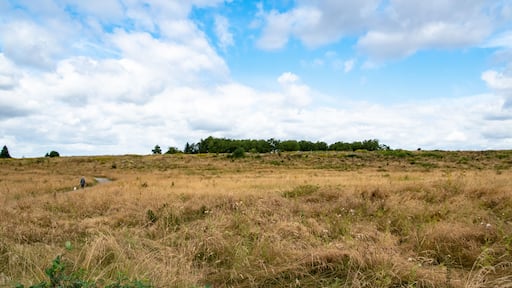 A grassy field with a path leading to a hill with trees.