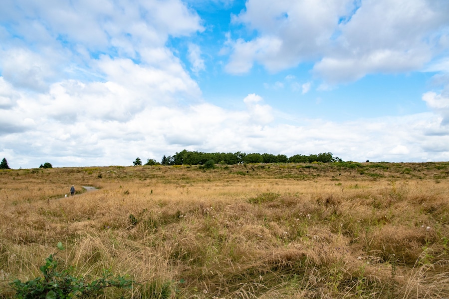 Um campo gramado com um caminho que leva a uma colina com árvores.