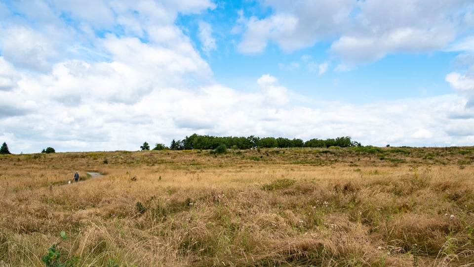 A grassy field with a path leading to a hill with trees.