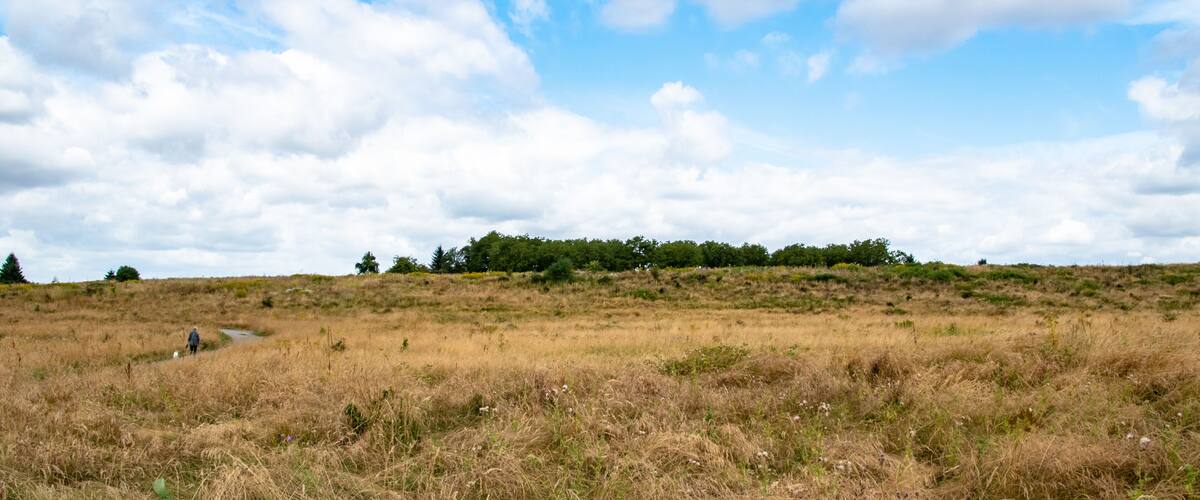 A grassy field with a path leading to a hill with trees.