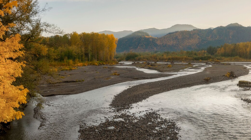 Sunrise View of the Nooksack River During the Colorful Fall Season. Morning in the Pacific Northwest when the maple trees are brilliant yellow mixed with the intense green of the fir and cedar forest.