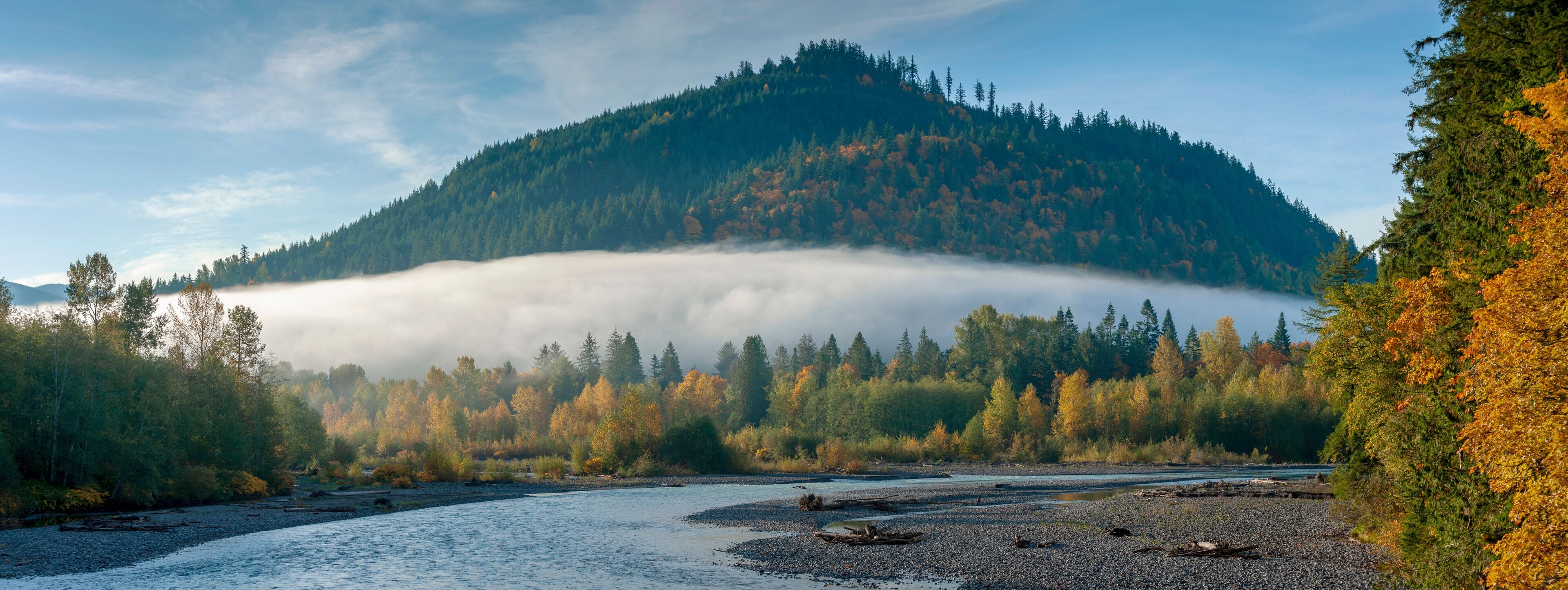 Sunrise View of the Nooksack River During the Colorful Fall Season. Morning in the Pacific Northwest when the maple trees are brilliant yellow mixed with the intense green of the fir and cedar forest.