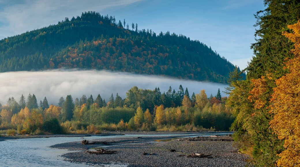 Sunrise View of the Nooksack River During the Colorful Fall Season. Morning in the Pacific Northwest when the maple trees are brilliant yellow mixed with the intense green of the fir and cedar forest.