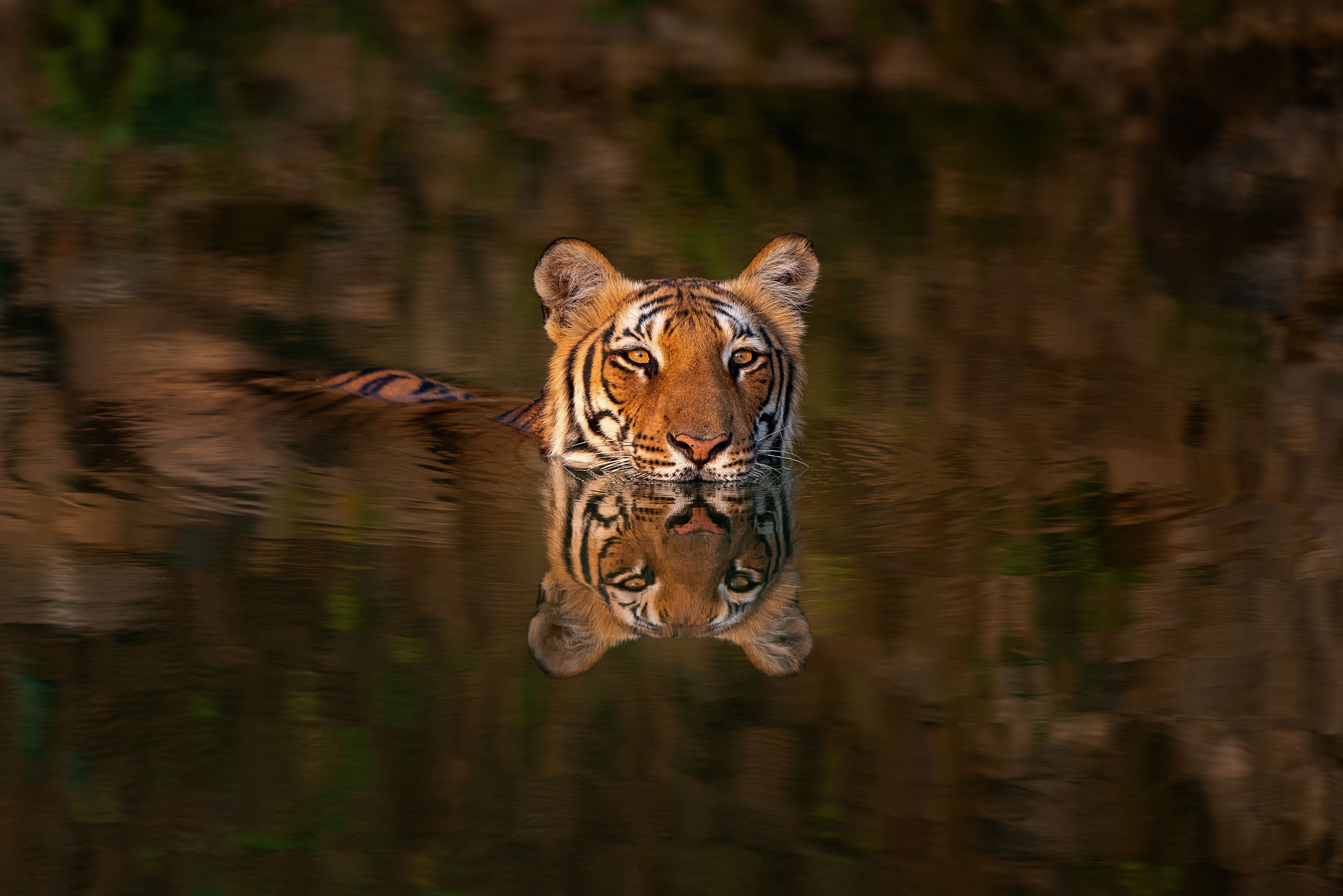 A tiger's reflection in calm water.