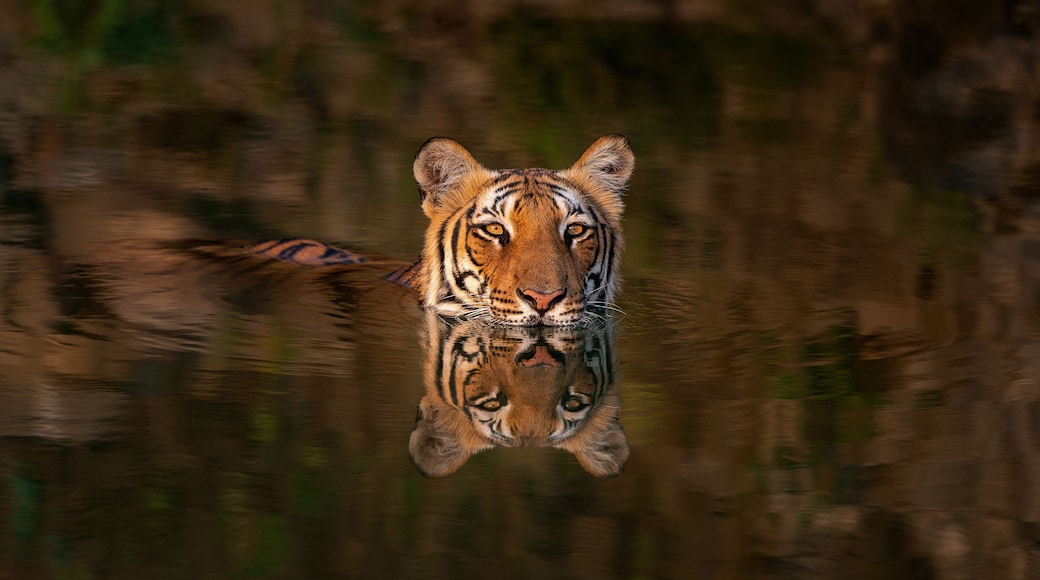 A tiger's reflection in calm water.