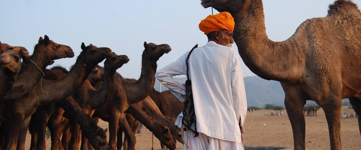 Waiting for the turn.
A camel herder with his 'ship' at the world's largest cattle fair.
