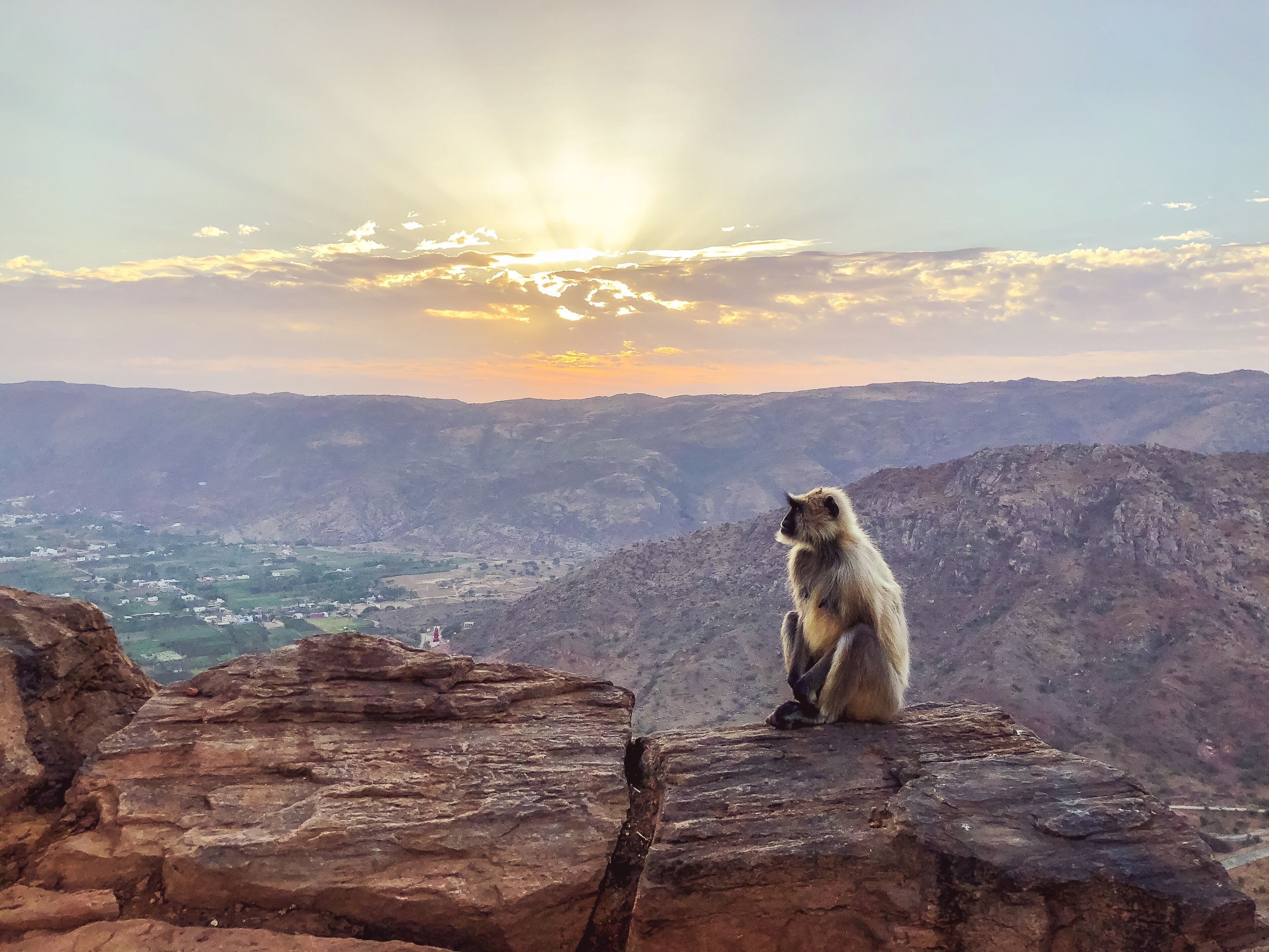 A monkey sitting on a rock overlooking a mountainous landscape with a valley below and the sun setting in the background.