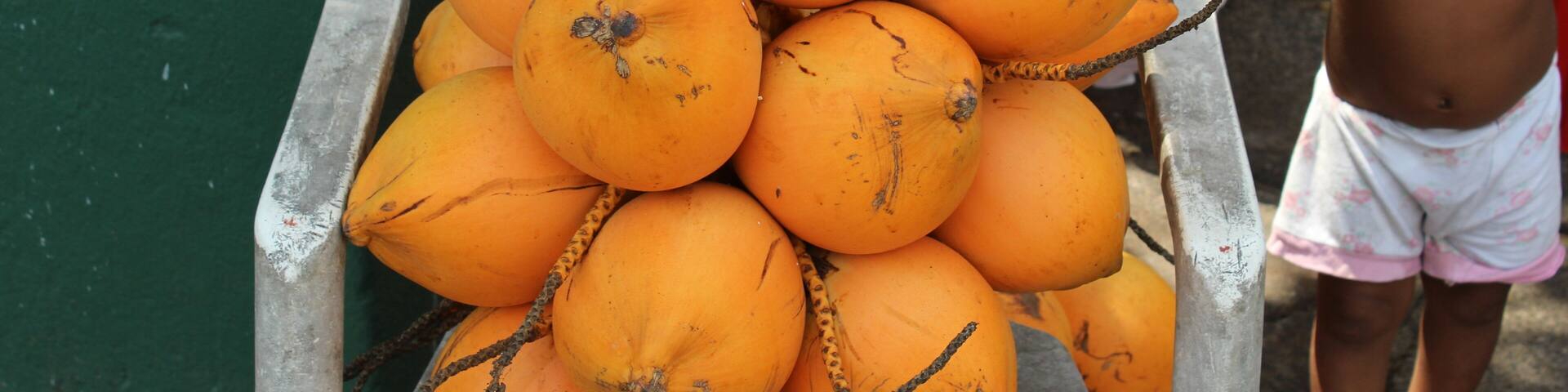Boy with king coconuts at roadside, Kalutara, Sri Lanka. King coconuts or thembili are sweeter than normal coconuts and can also be used in ayurveda. We visited the island of Sri Lanka in 2017.