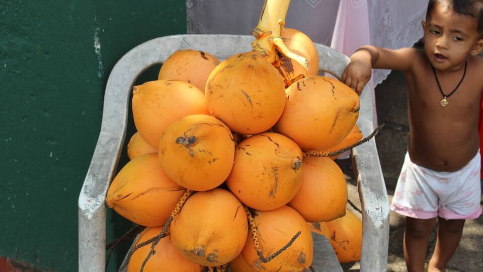 Boy with king coconuts at roadside, Kalutara, Sri Lanka. King coconuts or thembili are sweeter than normal coconuts and can also be used in ayurveda. We visited the island of Sri Lanka in 2017.