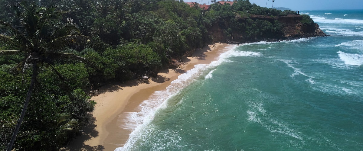 A coastal landscape with a sandy beach, turquoise ocean waves, and a dense forest of tall palm trees.