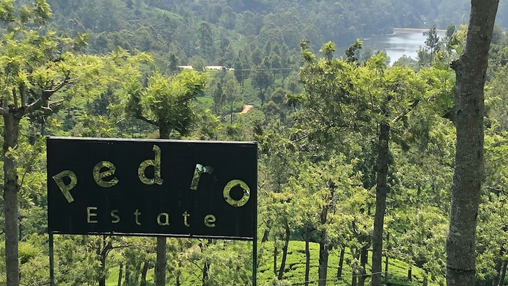 A sign reading "Pedro Estate" amidst a lush green landscape with tea plantations and a hilly backdrop.