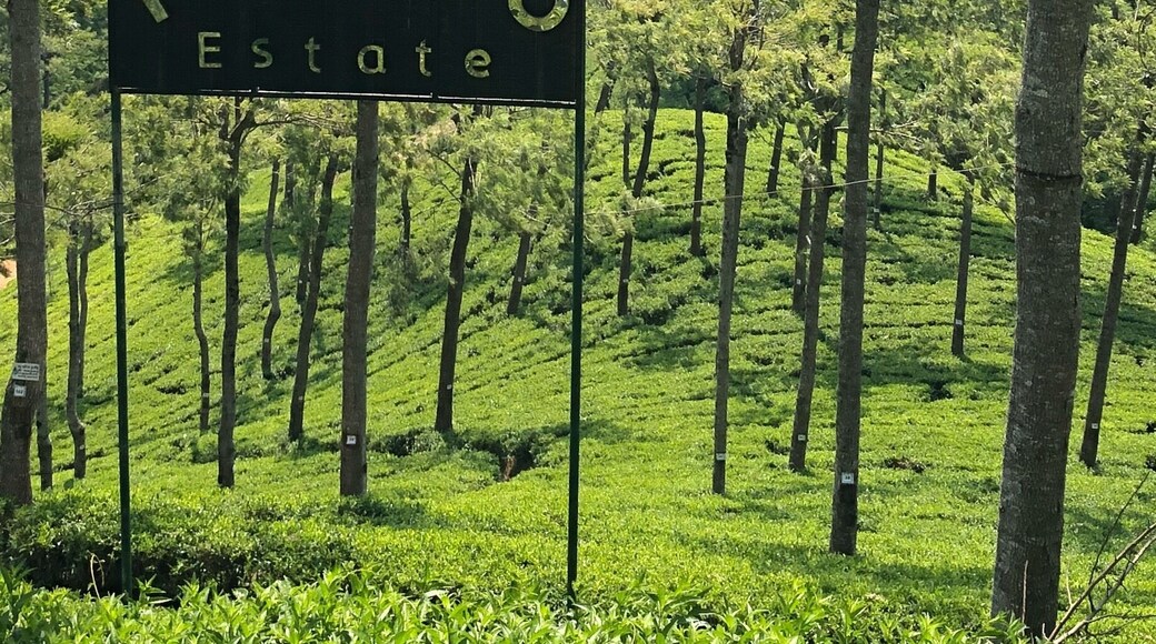 For 200 rupees you can have a tour of the tea factory, a cup of tea and walk down between the tea plants. 👍