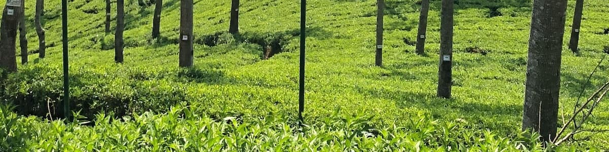 A sign reading "Pedro Estate" amidst a lush green landscape with tea plantations and a hilly backdrop.