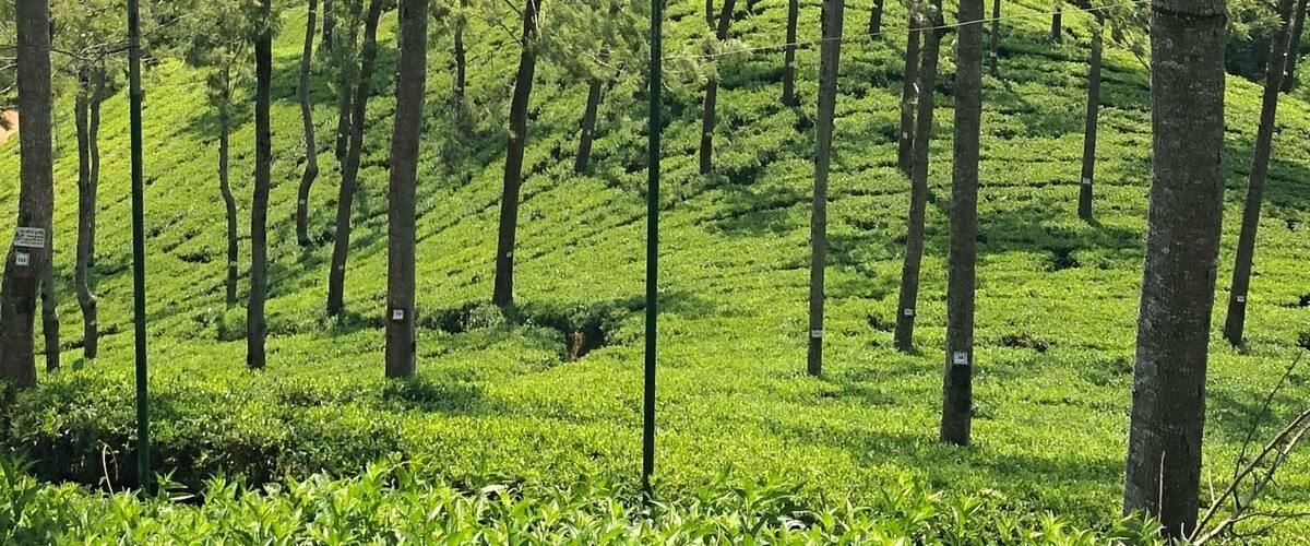For 200 rupees you can have a tour of the tea factory, a cup of tea and walk down between the tea plants. 👍