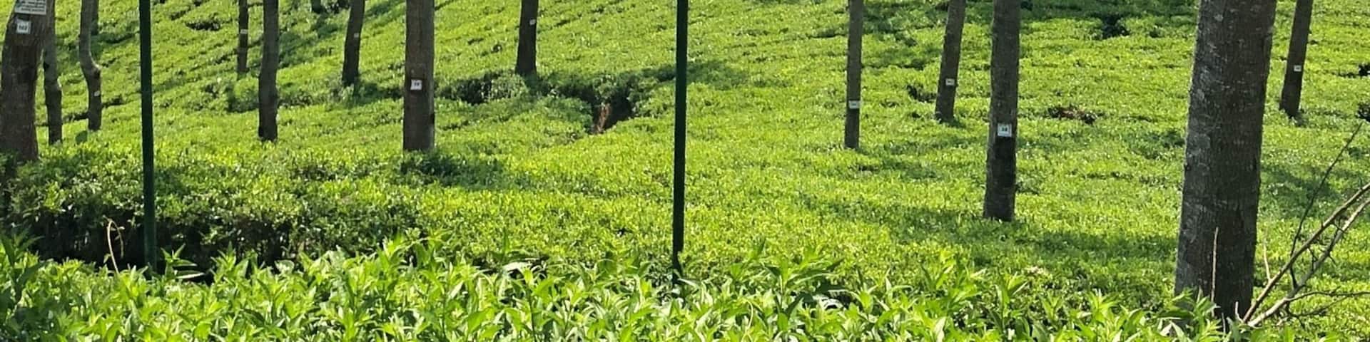 For 200 rupees you can have a tour of the tea factory, a cup of tea and walk down between the tea plants. 👍