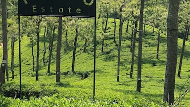 Señal que dice "Pedro Estate" en un paisaje verde exuberante con plantaciones de té y un telón de fondo montañoso.