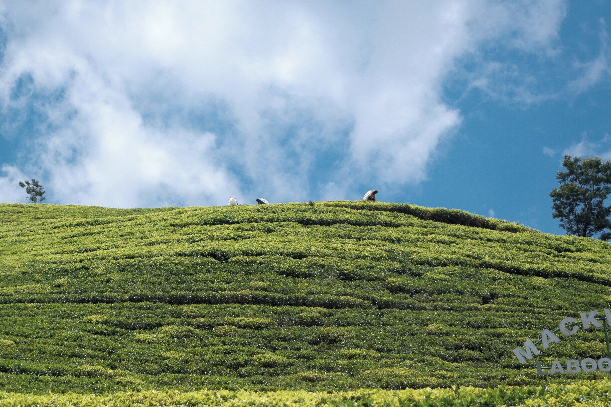 Out in the mountain regions of Sri Lanka, your eyes  can't help but be drawn to the bright green lines of the endless tea plantations.