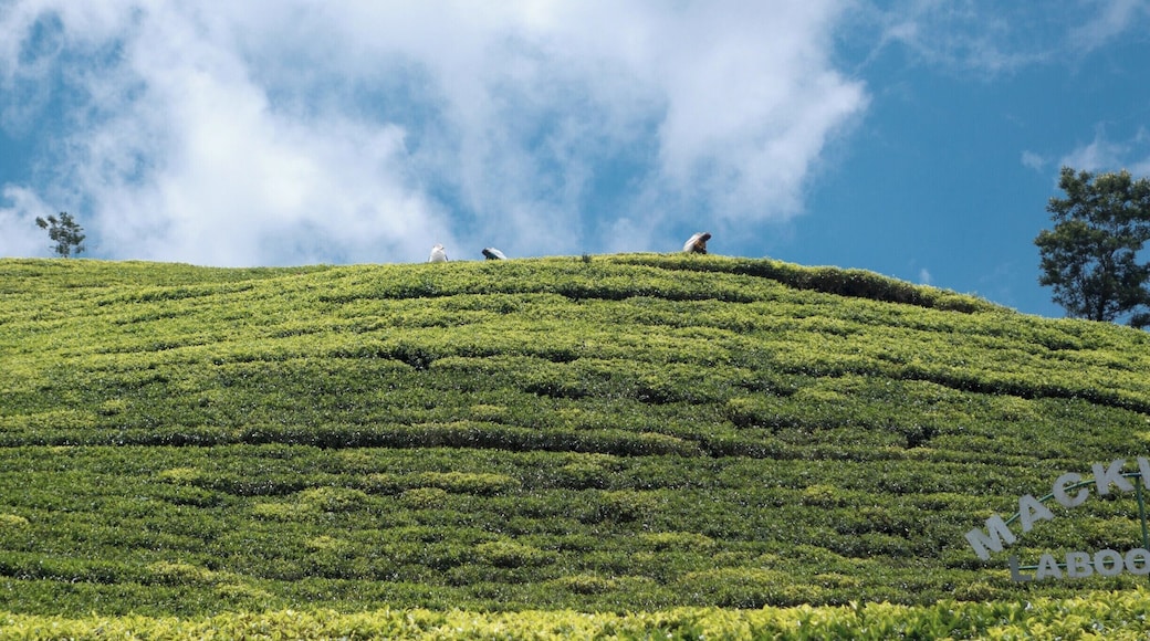 Out in the mountain regions of Sri Lanka, your eyes can't help but be drawn to the bright green lines of the endless tea plantations.