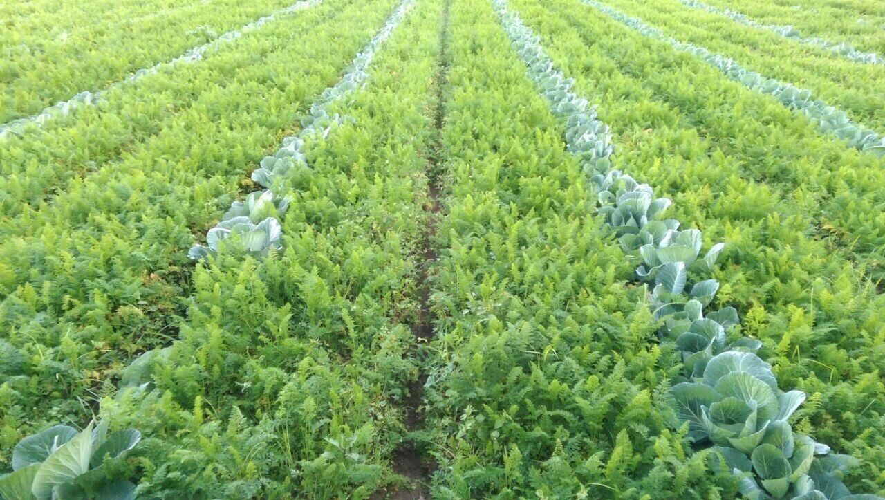 Cabbage plantations in Nuwara Eliya. 

Nuwara Eliya is a tiny cozy city located in Central Sri Lanka. Majority of Sri Lanka’s vegetables are grown in Nuwara Eliya thanks to the low temperatures (11 - 18 degrees on average). 

Not to forget, the famous Sri Lankan tea too come from the hills of Nuwara Eliya and suburbs.  #LifeatExpedia