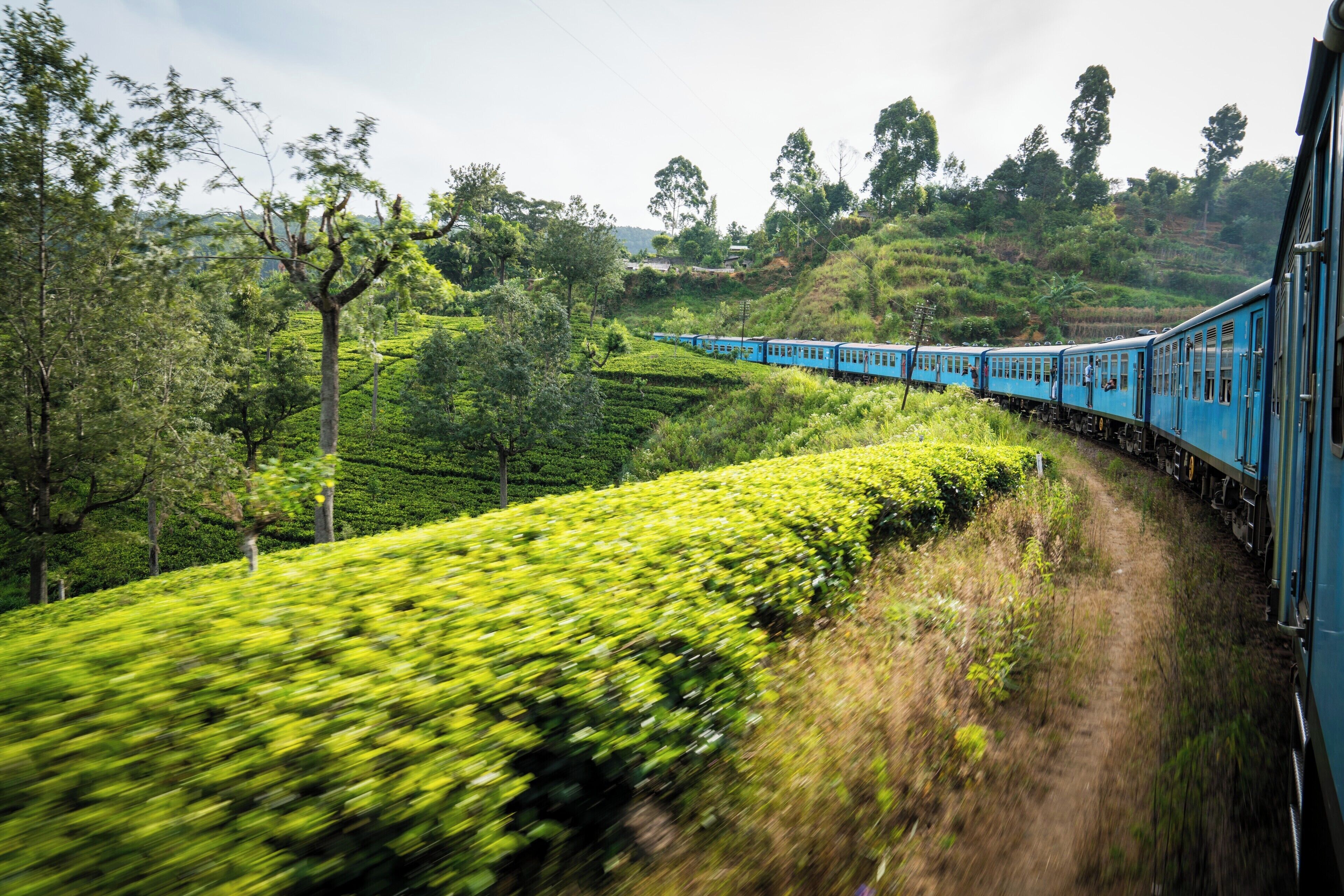 A blue train traveling through a lush green tea plantation.