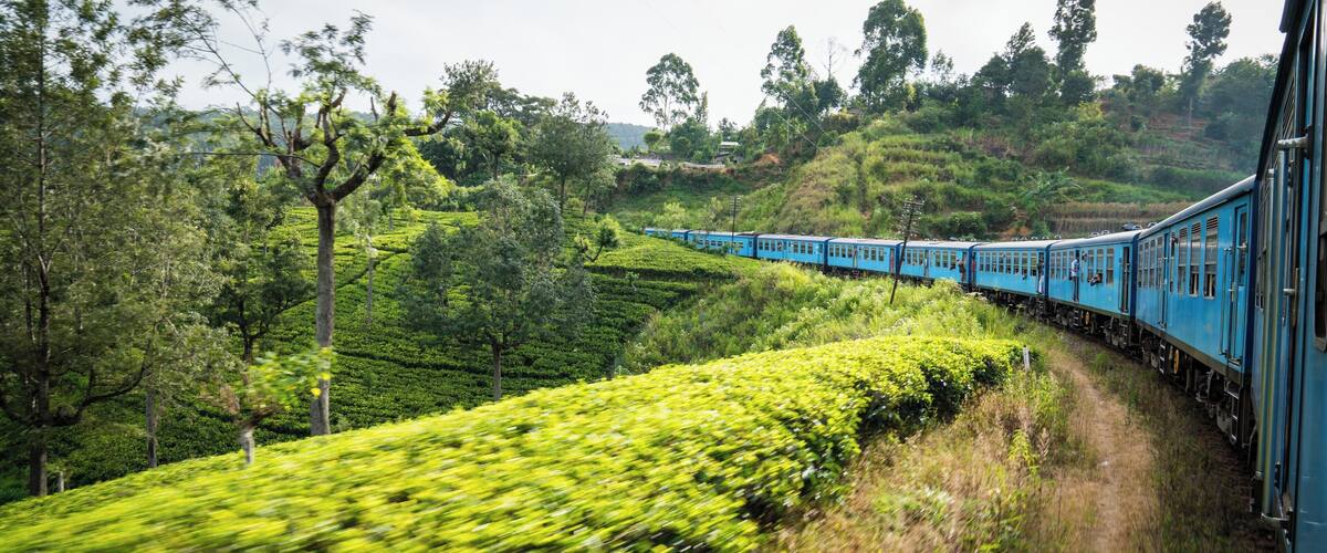 A blue train traveling through a lush green tea plantation.