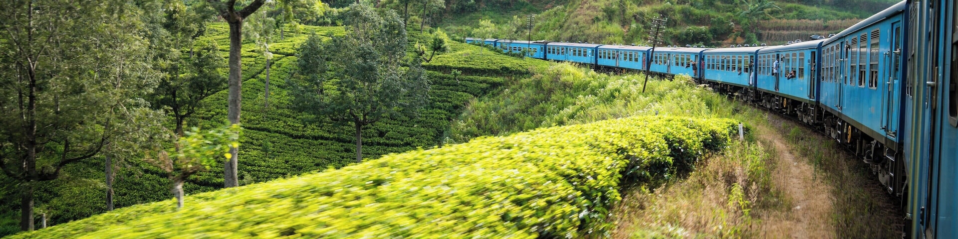 A blue train traveling through a lush green tea plantation.