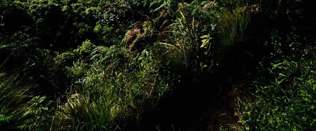 A magnificent walk through Horton Plains to Worlds End. You need to get there EARLY!!! (5am) for the best chance to see the view.