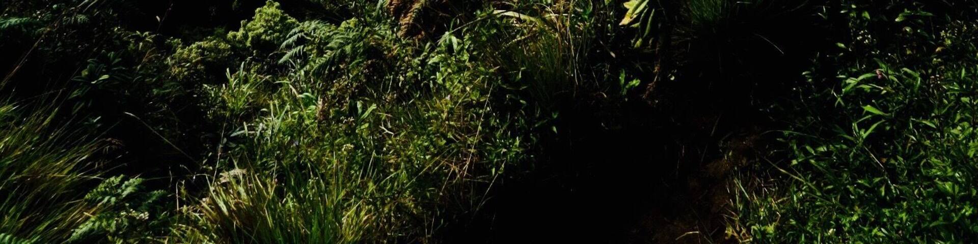 A magnificent walk through Horton Plains to Worlds End. You need to get there EARLY!!! (5am) for the best chance to see the view.