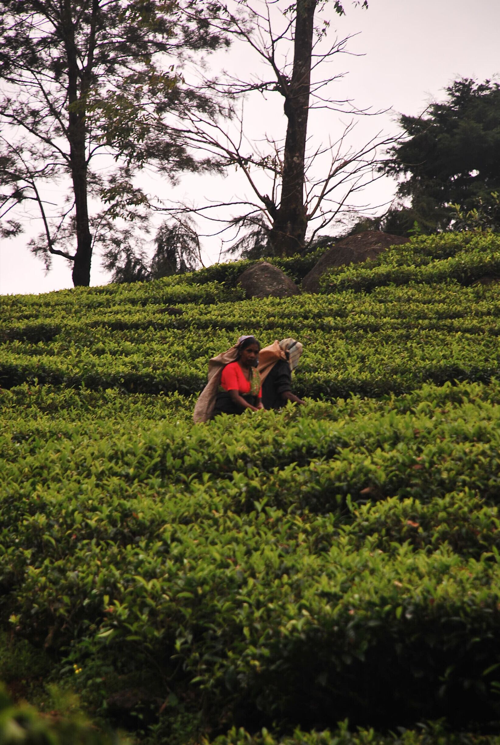 Tamil tea picker, up the hill of nuraya eliya sri lanka you will find an acre and acre of lush green tea plantation, and this women pick the tip of the tea leave everyday for an amount of 1 dollar per day. 