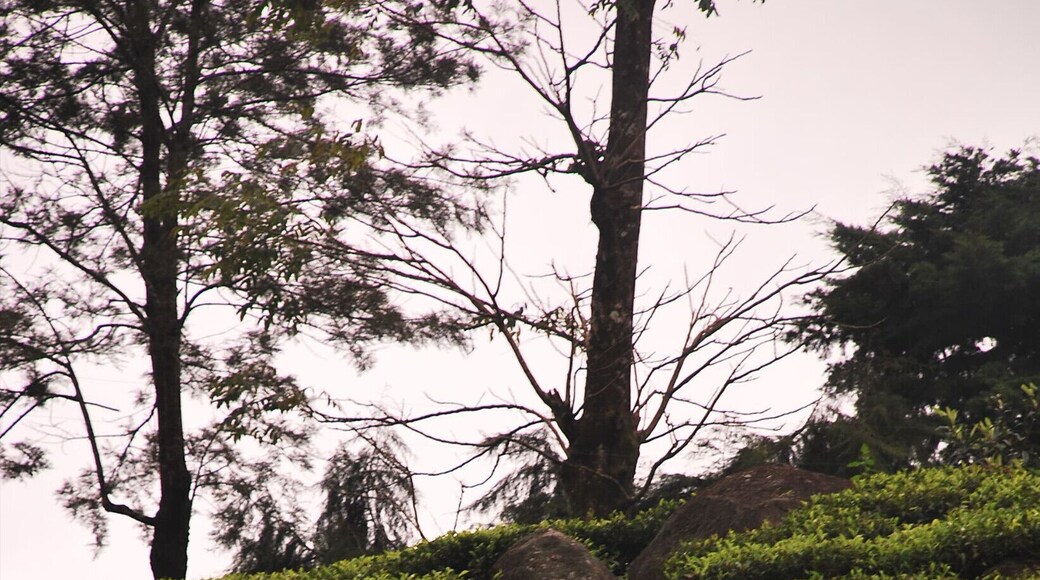Tamil tea picker, up the hill of nuraya eliya sri lanka you will find an acre and acre of lush green tea plantation, and this women pick the tip of the tea leave everyday for an amount of 1 dollar per day.