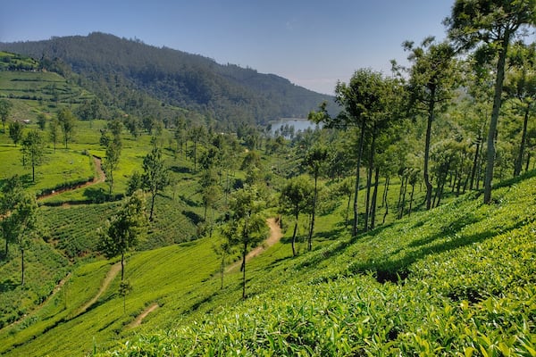 The women who pick tea leaves pick about 18kg of leaves each day.