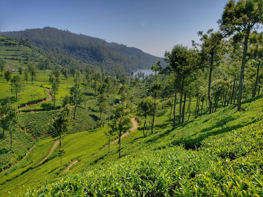 The women who pick tea leaves pick about 18kg of leaves each day.